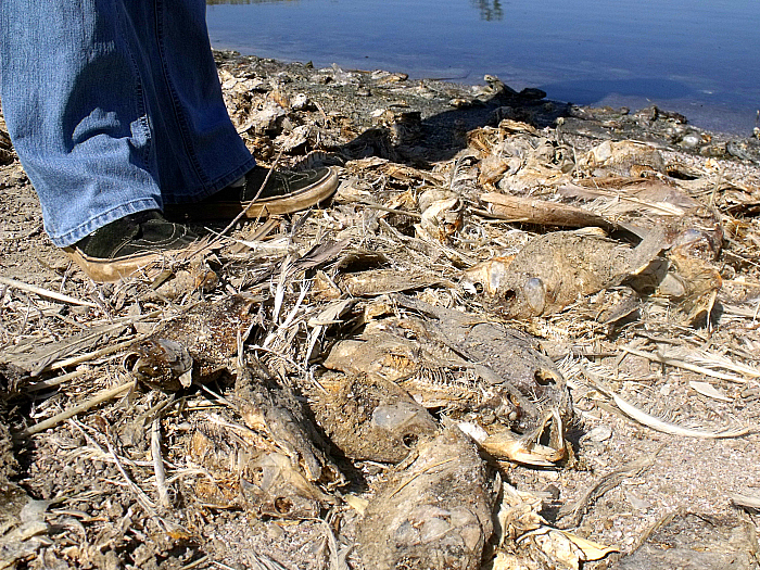 Dead Tilapia at The Salton Sea