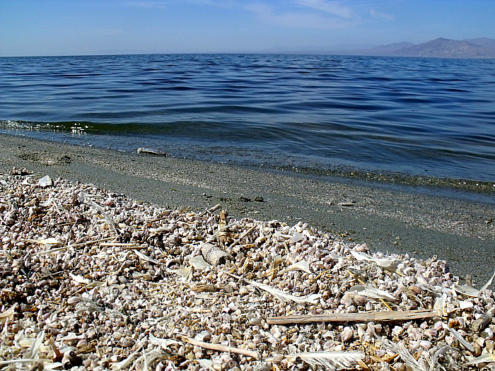 Salton Sea