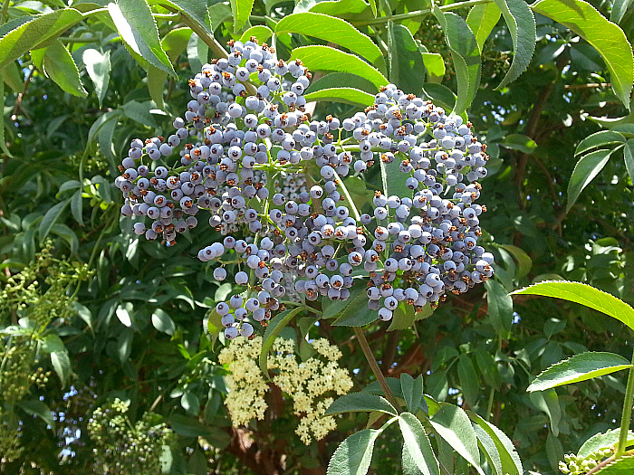 Elderberries at The Ecology Center - San Juan Capistrano, California