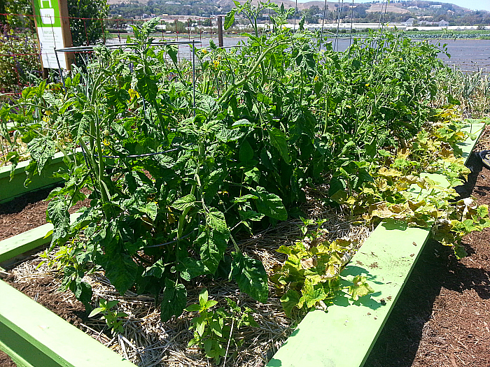 Vegetable Garden at The Ecology Center - San Juan Capistrano, California