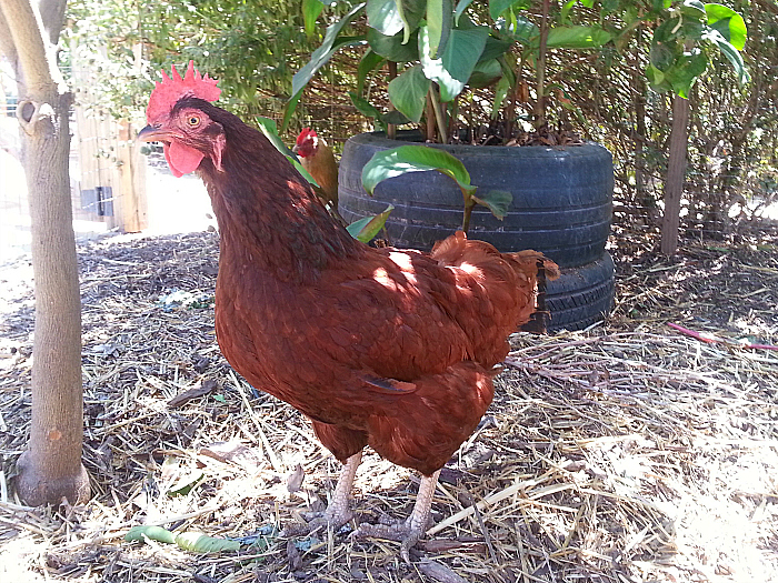 Chicken at The Ecology Center - San Juan Capistrano, California