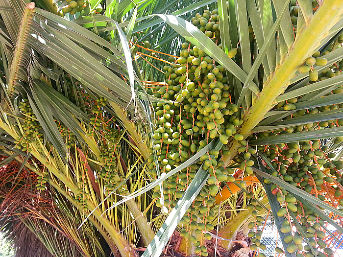 Dates at The Ecology Center - San Juan Capistrano, California