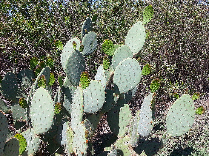 Peter's Canyon Regional Park - Orange, California