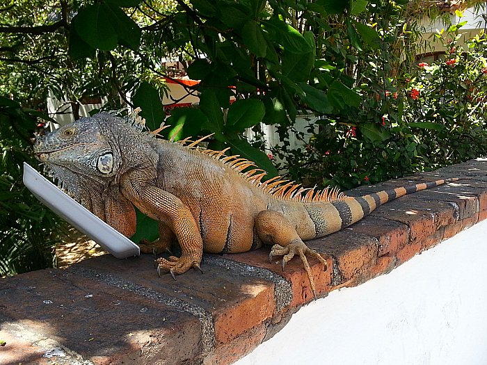 Iguana at Isla Cuale, Puerto Vallarta, Mexico