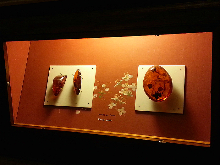 Amber Museum in Puerto Plata