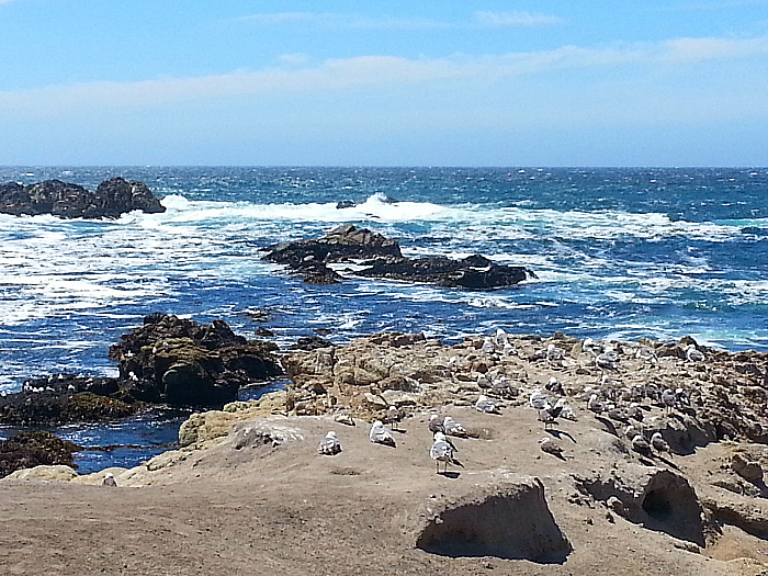 17 Mile Drive - Pebble Beach, California