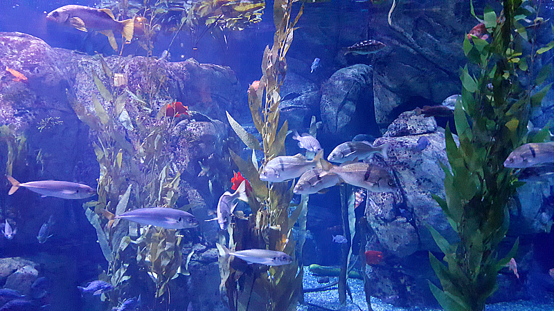 The Aquarium of The Pacific