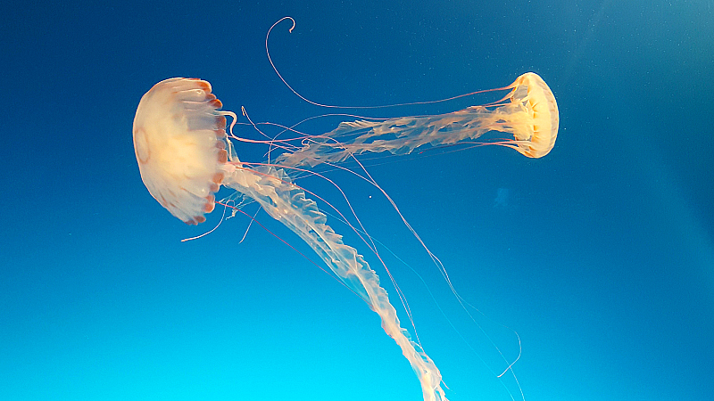 The Aquarium of The Pacific