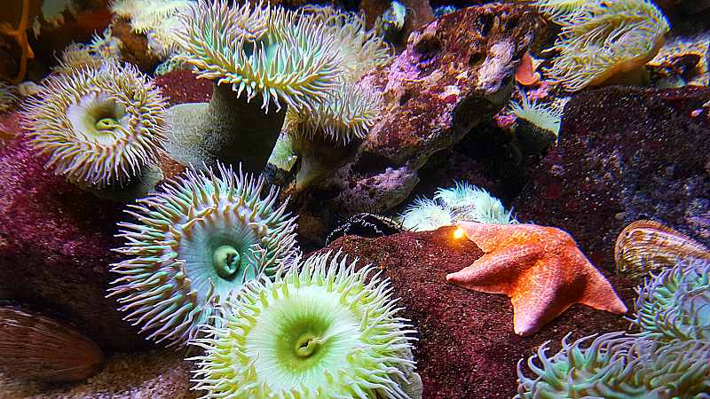 The Aquarium of The Pacific