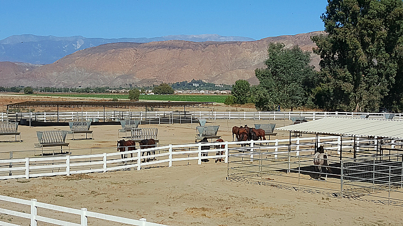 California Equine Retirement Foundation - San Jacinto, California