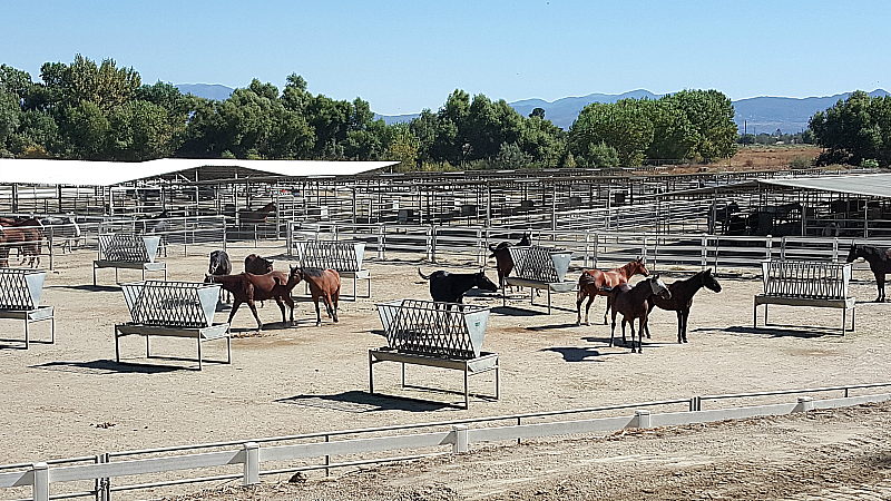 California Equine Retirement Foundation - San Jacinto, California