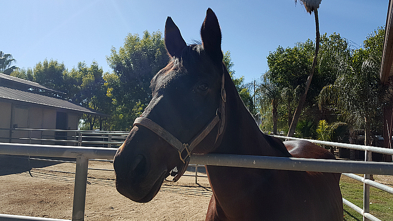 California Equine Retirement Foundation - San Jacinto, California