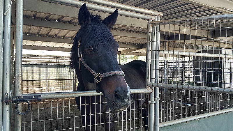 California Equine Retirement Foundation - San Jacinto, California