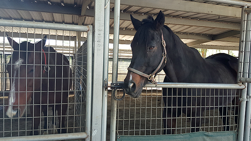 2California Equine Retirement Foundation - San Jacinto, California