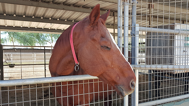 California Equine Retirement Foundation - San Jacinto, California