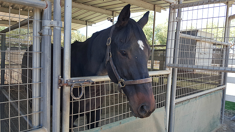 California Equine Retirement Foundation - San Jacinto, California