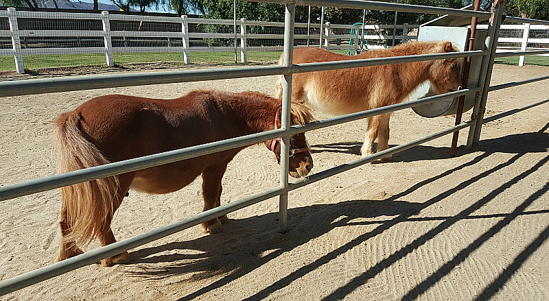 California Equine Retirement Foundation - San Jacinto, California