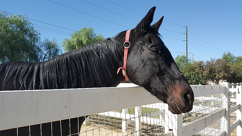 California Equine Retirement Foundation - San Jacinto, California