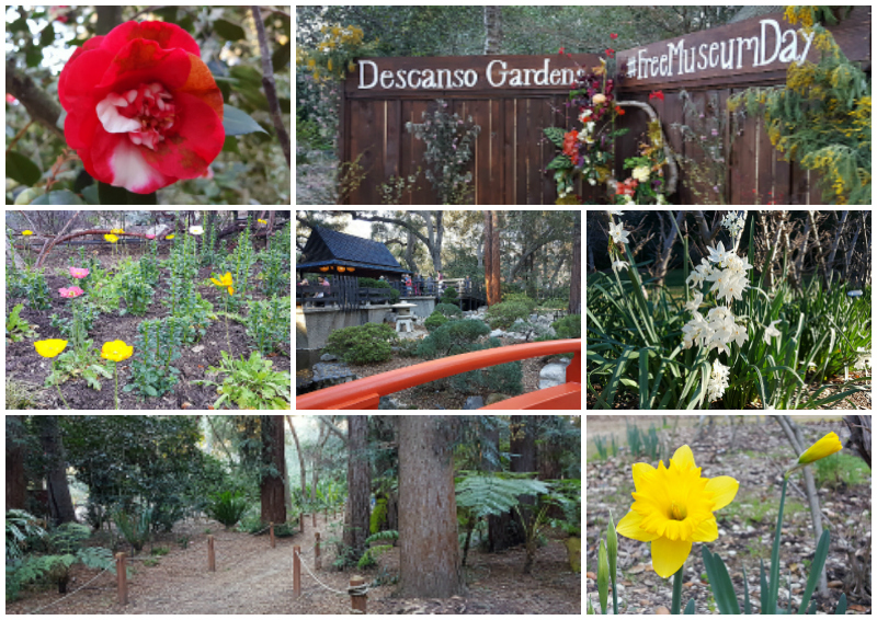 Descanso Gardens in La Canada Flintridge