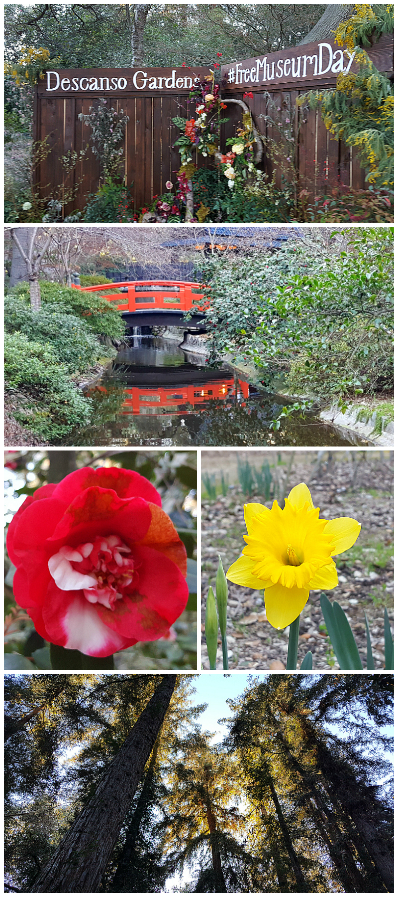 Descanso Gardens in La Canada Flintridge