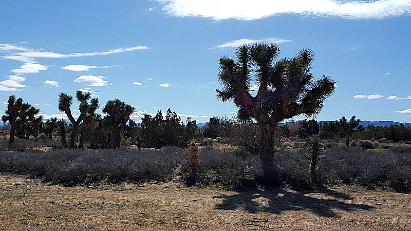 Prime Desert Woodland Preserve in Lancaster