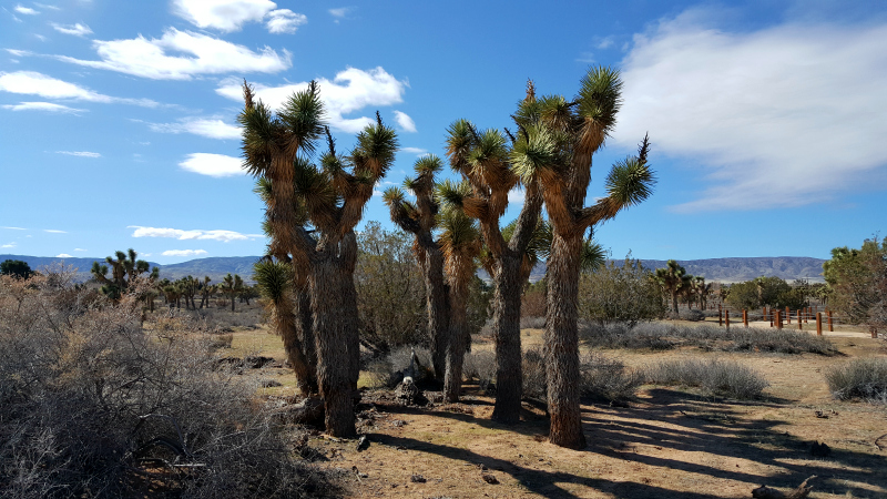 Prime Desert Woodland Preserve in Lancaster