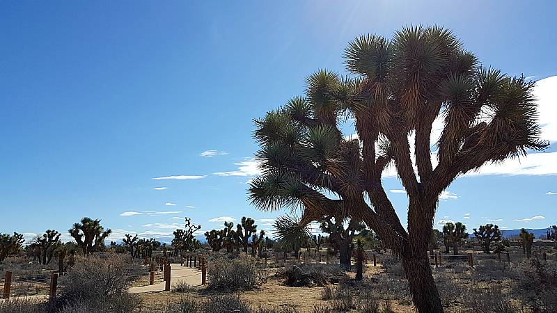 Prime Desert Woodland Preserve in Lancaster