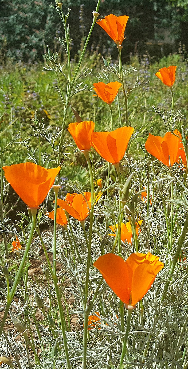 California Poppies - Wildflowers at Rancho Santa Ana Botanic Garden in Claremont