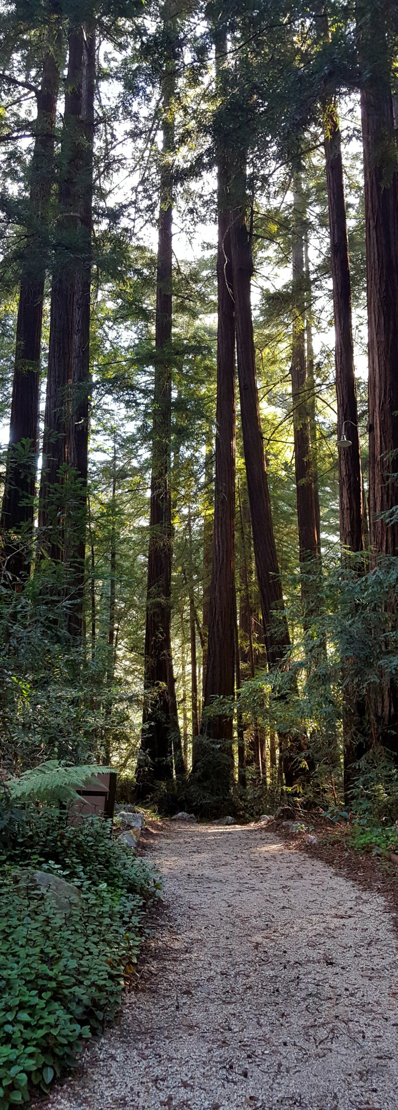 Can I still go to Big Sur? Yes!