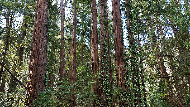 Can I still go to Big Sur? Yes!