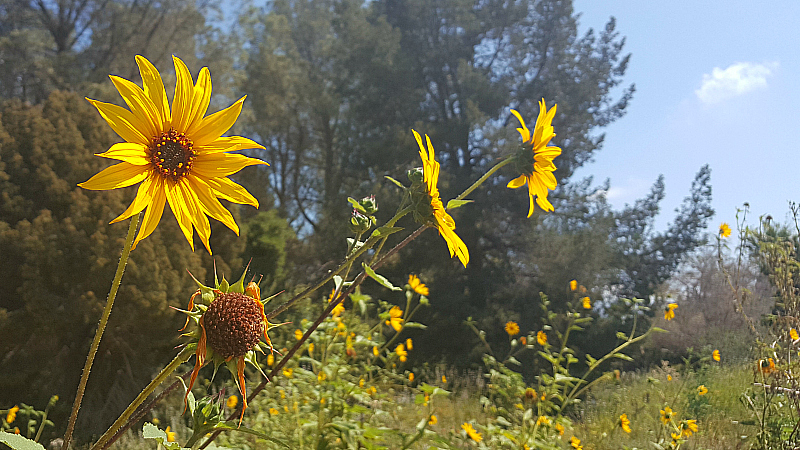 Wildflowers at Rancho Santa Ana Botanic Garden in Claremont