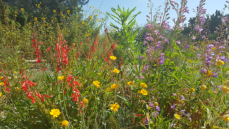Wildflowers at Rancho Santa Ana Botanic Garden in Claremont
