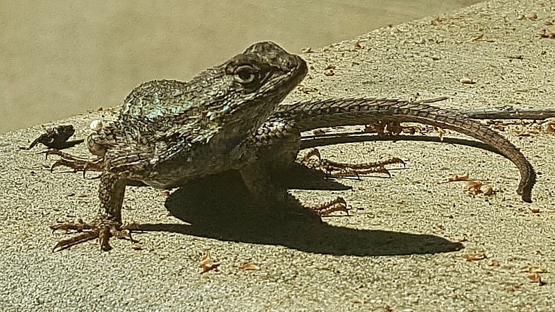 Lizard at Rancho Santa Ana Botanic Garden in Claremont