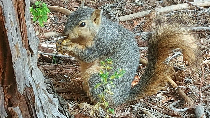 Squirrel at Rancho Santa Ana Botanic Garden in Claremont