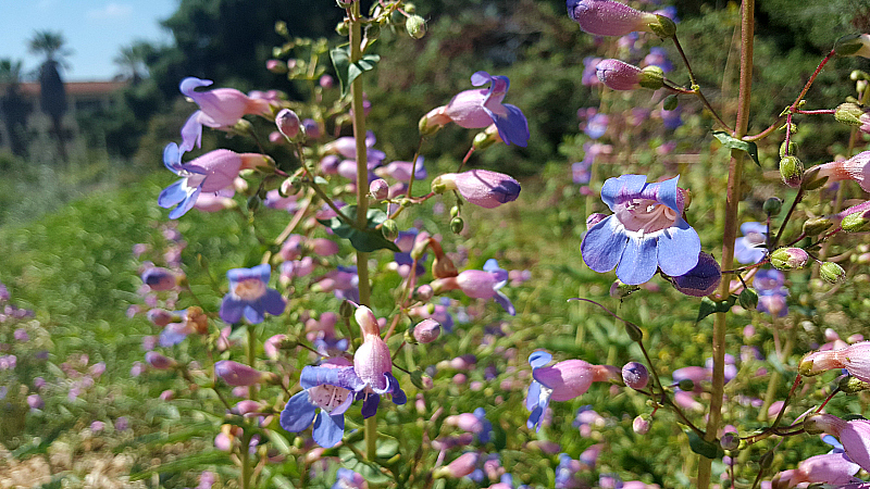 Wildflowers at Rancho Santa Ana Botanic Garden in Claremont