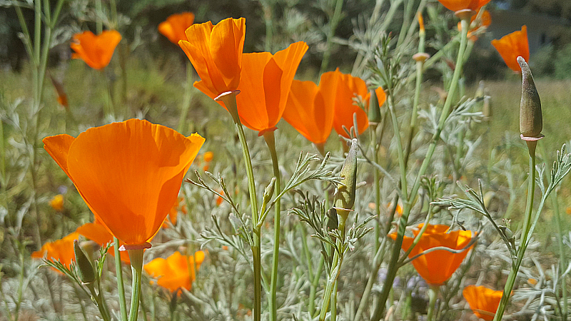 California Poppies - Wildflowers at Rancho Santa Ana Botanic Garden in Claremont