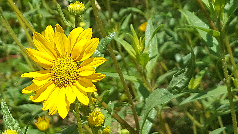 Wildflowers at Rancho Santa Ana Botanic Garden in Claremont