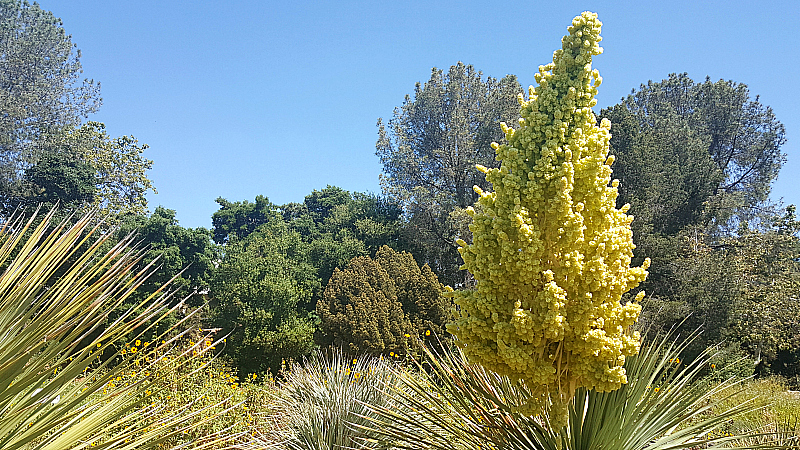 Wildflowers at Rancho Santa Ana Botanic Garden in Claremont