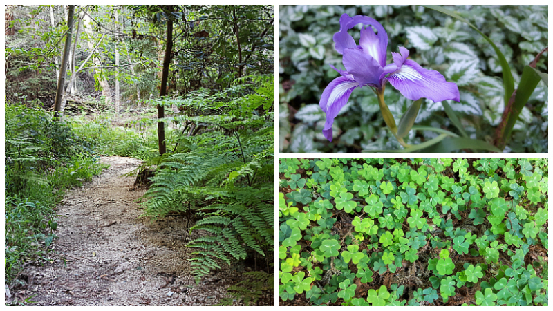 Big Sur Getaway at Glen Oaks