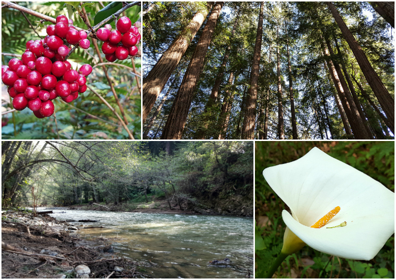 Big Sur Getaway at Glen Oaks