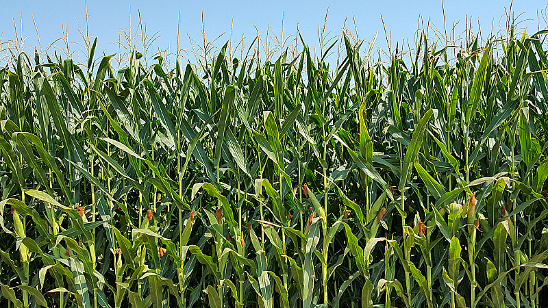 California Central Valley Farm Tour