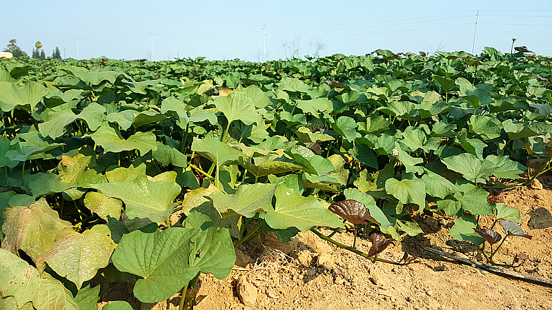 California Central Valley Farm Tour