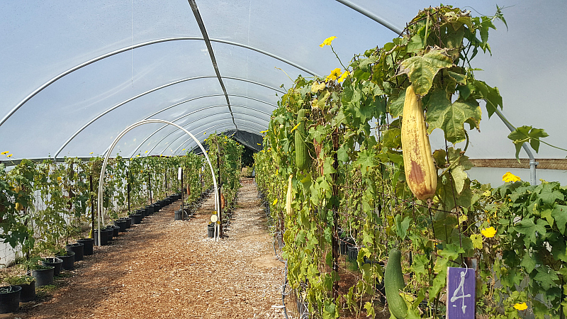 The Luffa Farm Tour in Nipomo, California