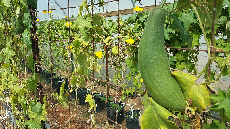 The Luffa Farm Tour in Nipomo, California