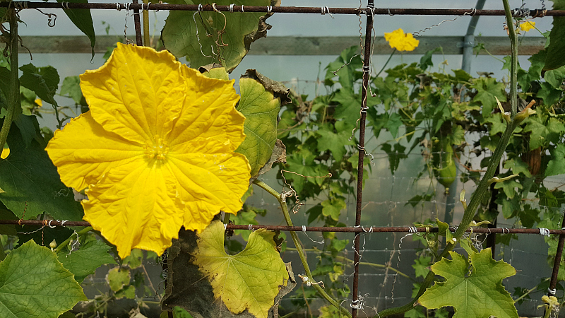 The Luffa Farm Tour in Nipomo, California