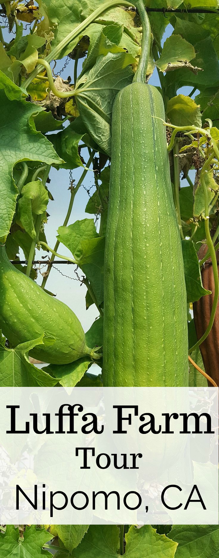 The Luffa Farm Tour in Nipomo, California - Santa Maria Valley