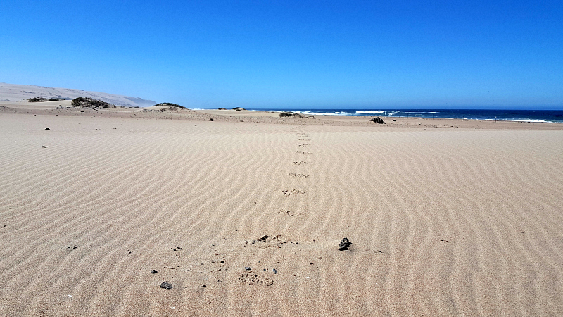 Guadalupe-Nipomo Dunes National Wildlife Refuge