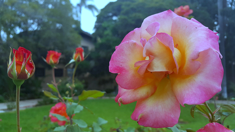 Historic Santa Maria Inn Rose Garden