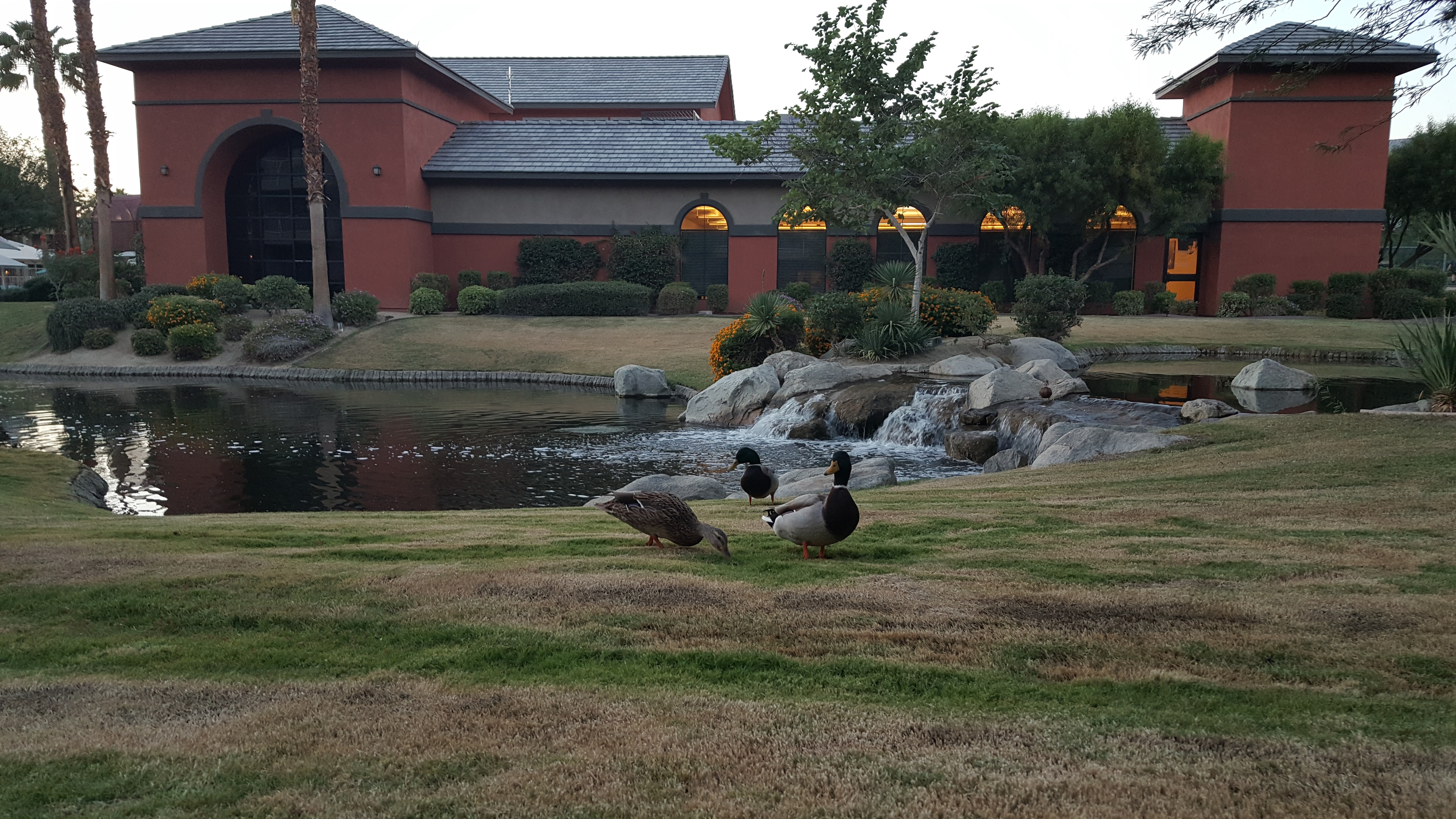 Ducks at Wyndham Worldmark in Indio, California