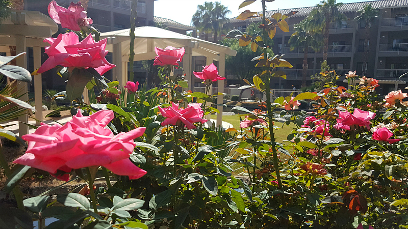 Pink Roses at Wyndham Worldmark in Indio, California